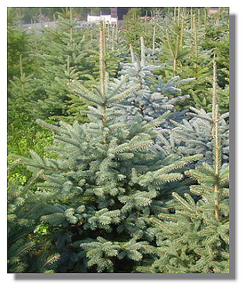 Georg Schmitt-Degenhardt christbäume